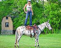 grulla-show-experi-horse