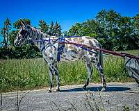 show-experi-gelding