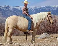 ranch-work-quarter-pony