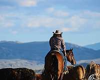 athletic-quarter-horse