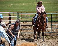 ranch-quarter-horse