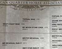 ranch-versatility-quarter-horse