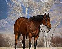reining-quarter-horse