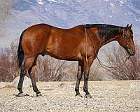 roping-quarter-horse