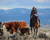 show-quarter-horse
