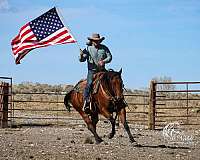 trail-quarter-horse