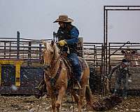 calf-roping-quarter-horse