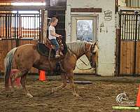 athletic-quarter-horse