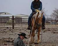 flashy-quarter-horse