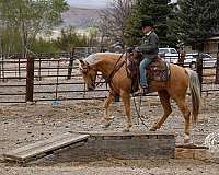 husband-safe-quarter-horse