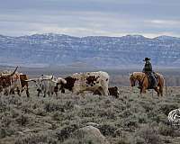performance-quarter-horse