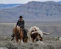 ranch-quarter-horse