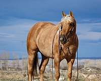 ranch-versatility-quarter-horse