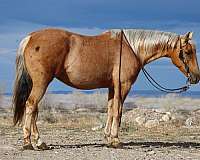 reining-quarter-horse