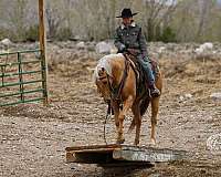 roping-quarter-horse