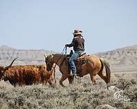 show-hack-quarter-horse