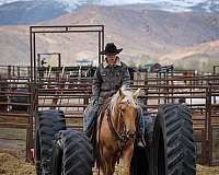 show-quarter-horse