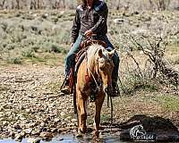 trail-quarter-horse