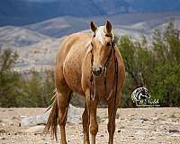 trail-riding-quarter-horse