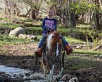 athletic-pony