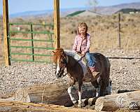 beginner-pony