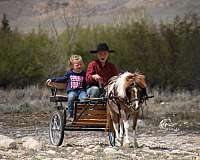 driving-pony