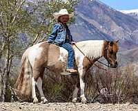 kid-safe-pony