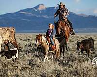 ranch-pony