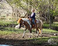 trail-pony