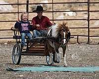 trail-riding-pony