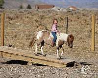 western-riding-pony