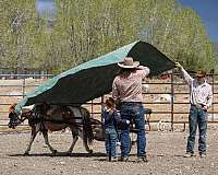 dun-all-around-pony