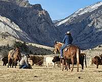 beginner-mule
