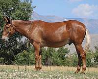 ranch-mule