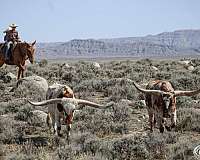ranch-work-mule