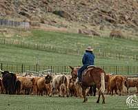 roping-mule