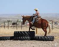 trail-mule