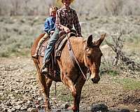 trail-riding-mule