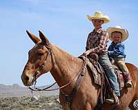 western-riding-mule
