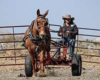 working-cattle-mule