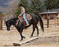 athletic-quarter-horse