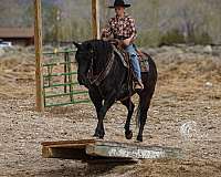 ranch-quarter-horse