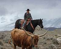 ranch-versatility-quarter-horse
