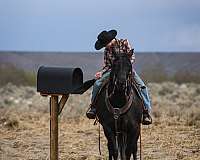 performance-quarter-horse