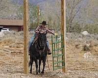 ranch-work-quarter-horse