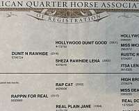 roping-quarter-horse