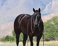 show-quarter-horse