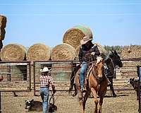 athletic-quarter-horse