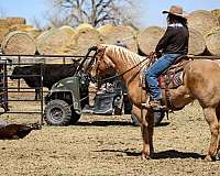 beginner-quarter-horse