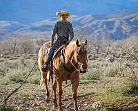 calf-roping-quarter-horse